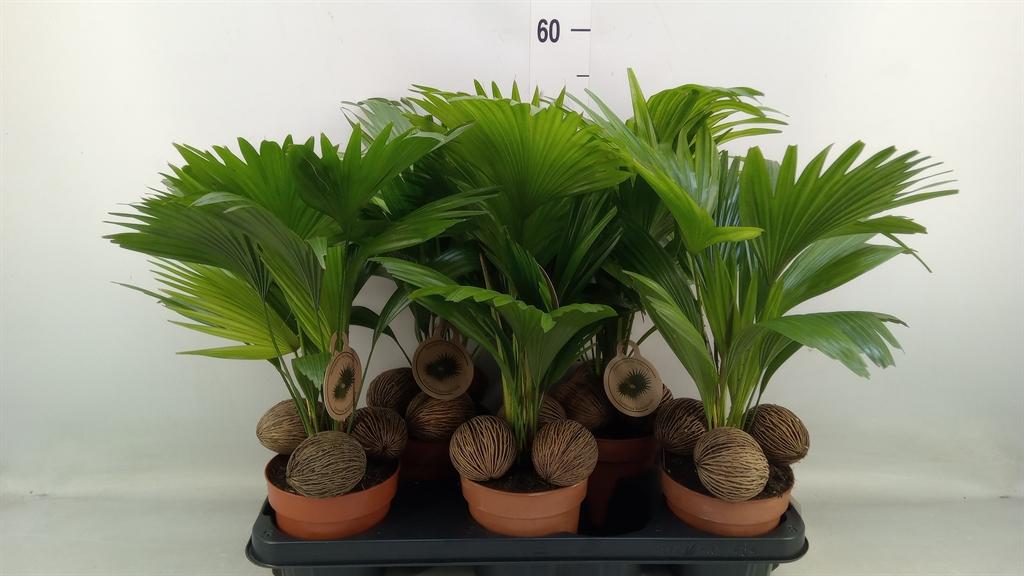 Горшечные цветы и растения оптом Livistona Rotundifolia от 5шт из Голландии с доставкой по России