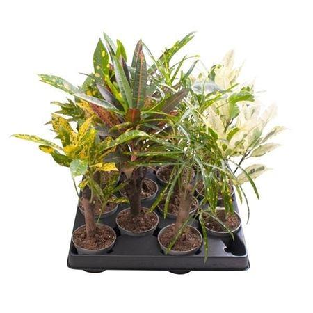 Горшечные цветы и растения оптом Codiaeum Cane Mix 4 Varieties от 12шт (для телеги) из Голландии с доставкой по России