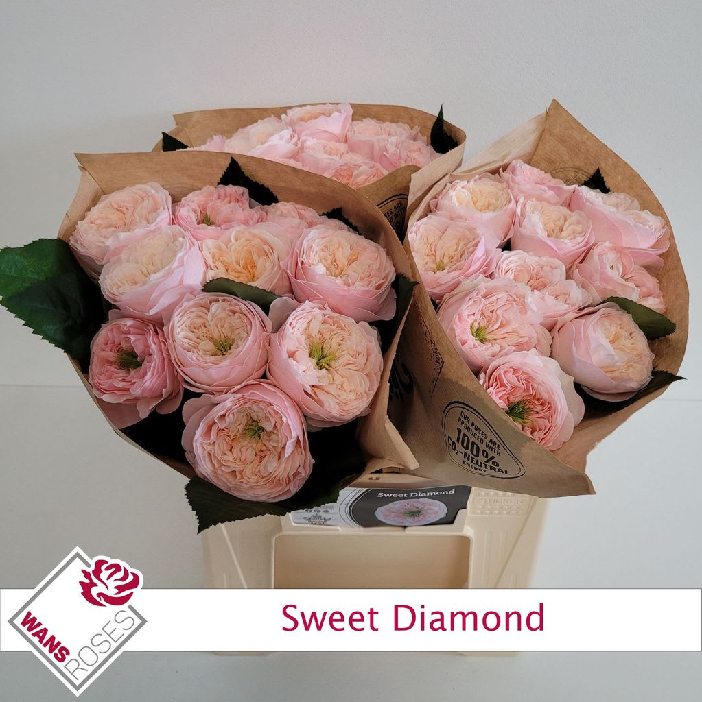 Срезанные цветы оптом Rosa garden sweet diamond от 30шт из Голландии с доставкой по России