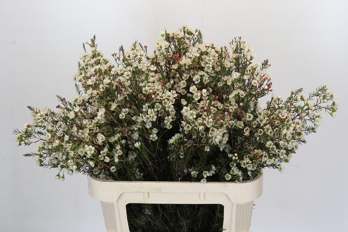 Срезанные цветы оптом Chamelaucium gil от 25шт из Голландии с доставкой по России