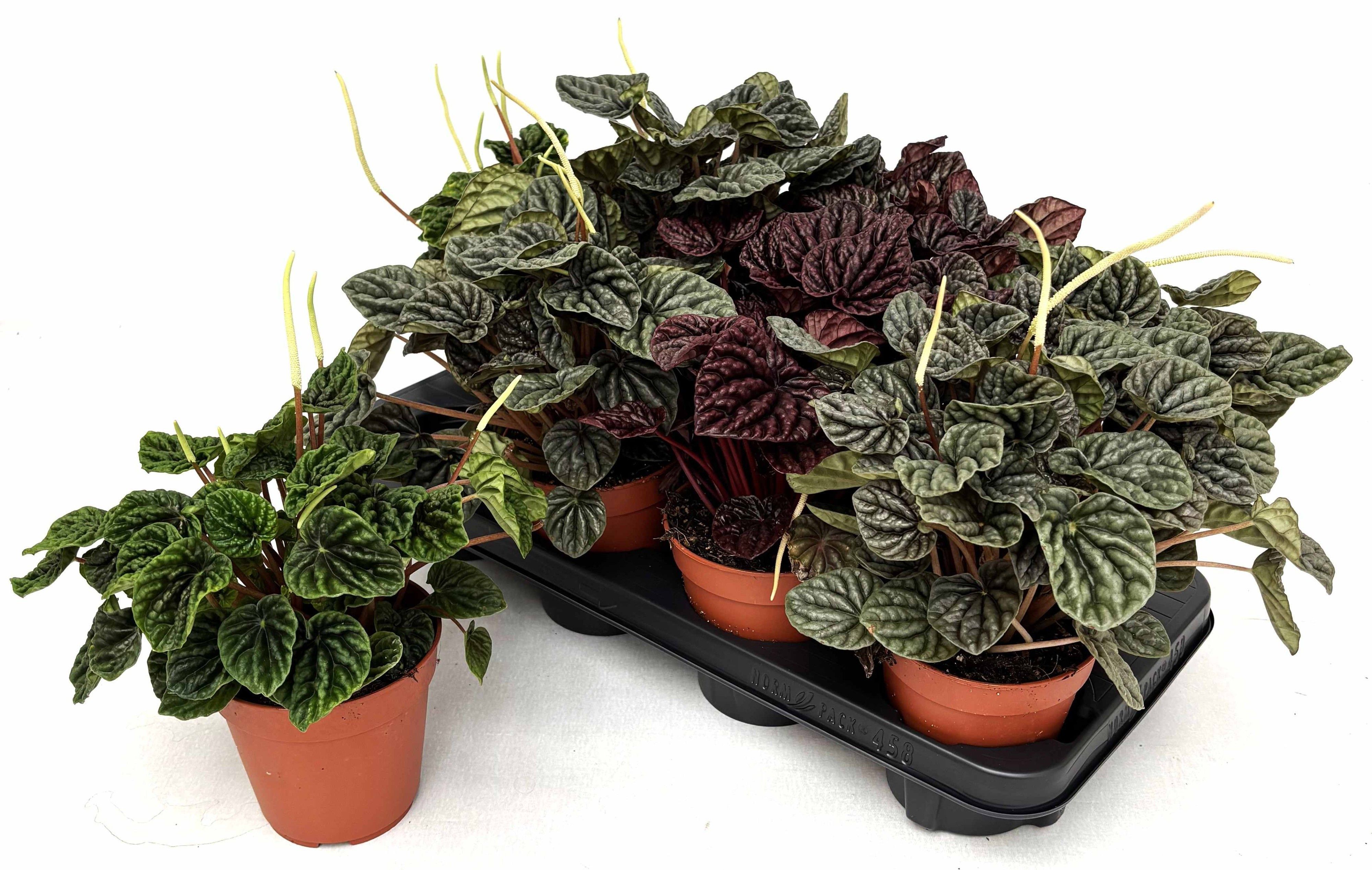 Горшечные цветы и растения оптом Pep Ca Gem от 8шт из Голландии с доставкой по России