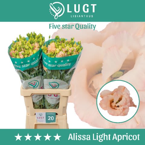 Срезанные цветы оптом Lisianthus do alissa light apricot от 20шт из Голландии с доставкой по России