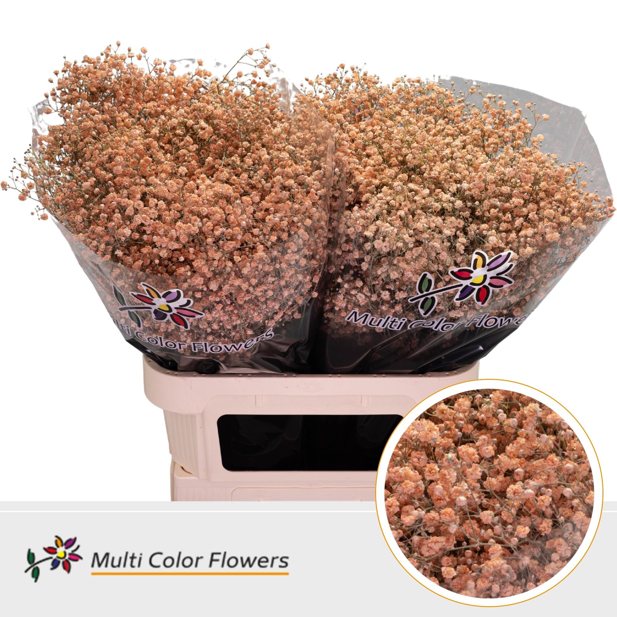 Срезанные цветы оптом Gyps large paint apricot от 50шт. из Голландии с доставкой по России