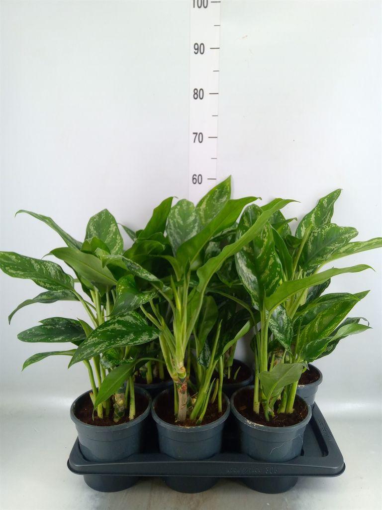 Горшечные цветы и растения оптом Aglaonema   ... от 6шт из Голландии с доставкой по России