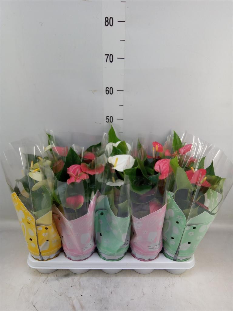 Горшечные цветы и растения оптом Anthurium   ...mix 4 от 10шт из Голландии с доставкой по России