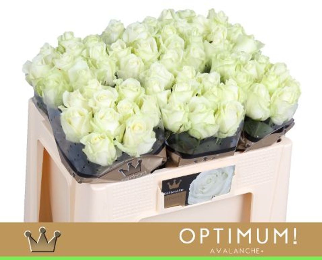 Срезанные цветы оптом Rosa large avalanche+ Bernhard Optimum от 60шт. из Голландии с доставкой по России