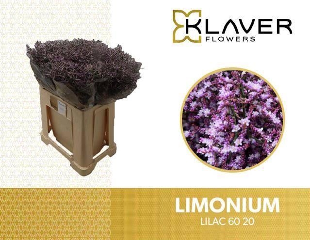 Срезанные цветы оптом Limonium safora lilac от 100шт из Голландии с доставкой по России