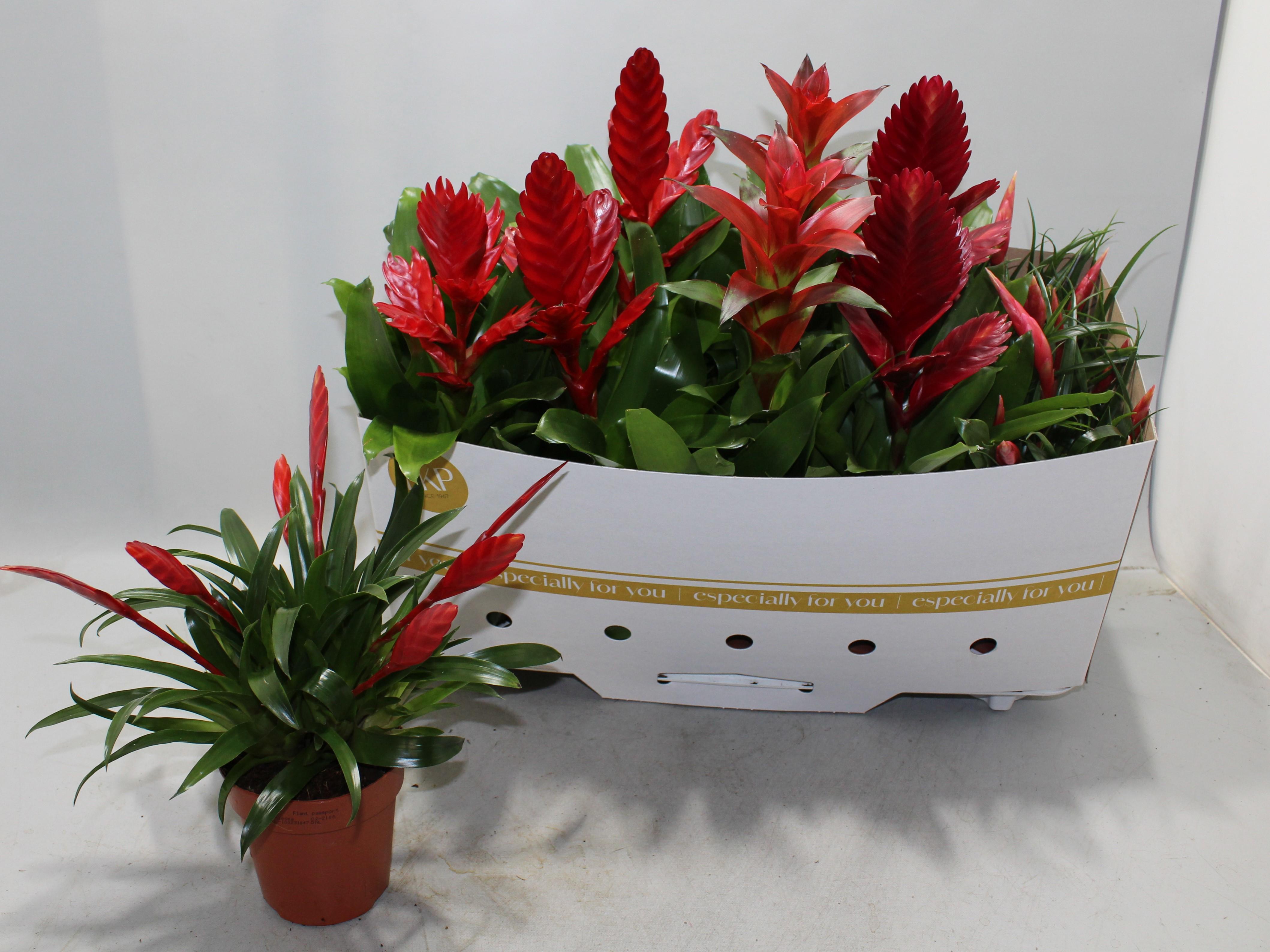 Горшечные цветы и растения оптом Bromelia Gem от 10шт из Голландии с доставкой по России Горшечные цветы и растения оптом Bromelia Gem от 10шт из Голландии с доставкой по России