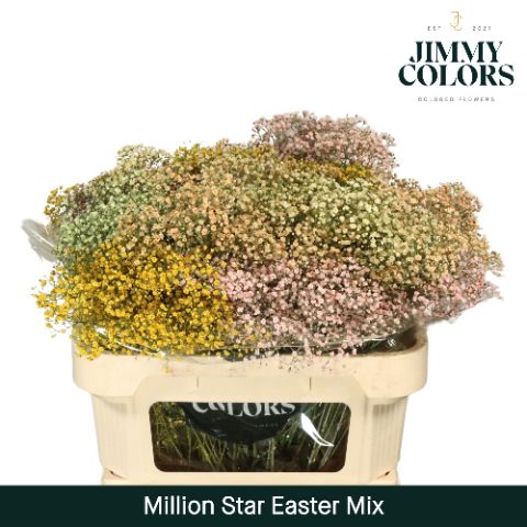 Срезанные цветы оптом Gyps fine paint mix easter от 75шт из Голландии с доставкой по России