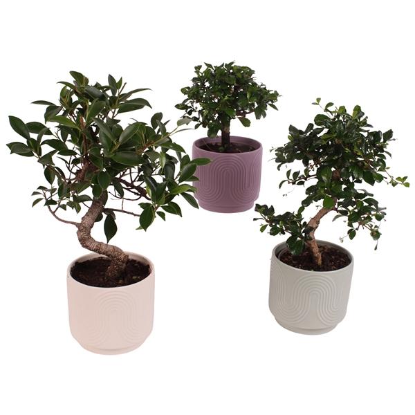 Горшечные цветы и растения оптом Bonsai Indoor Mix Shape Ceramic от 8шт из Голландии с доставкой по России