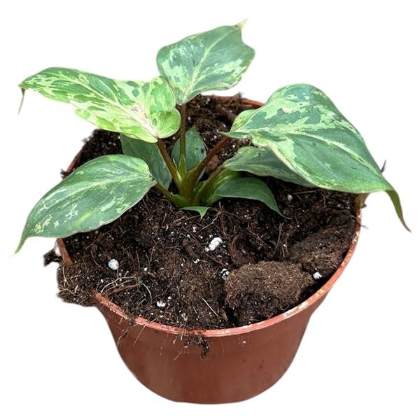 Горшечные цветы и растения оптом Philodendron Gloriosum Snow Leopard от 1шт из Голландии с доставкой по России