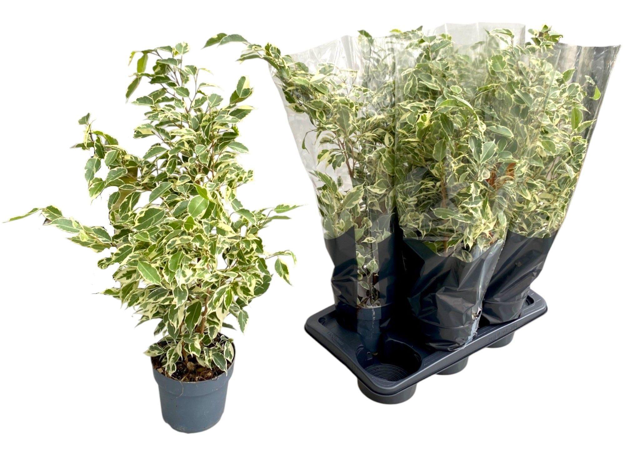 Горшечные цветы и растения оптом Fic Be Twilight от 6шт из Голландии с доставкой по России