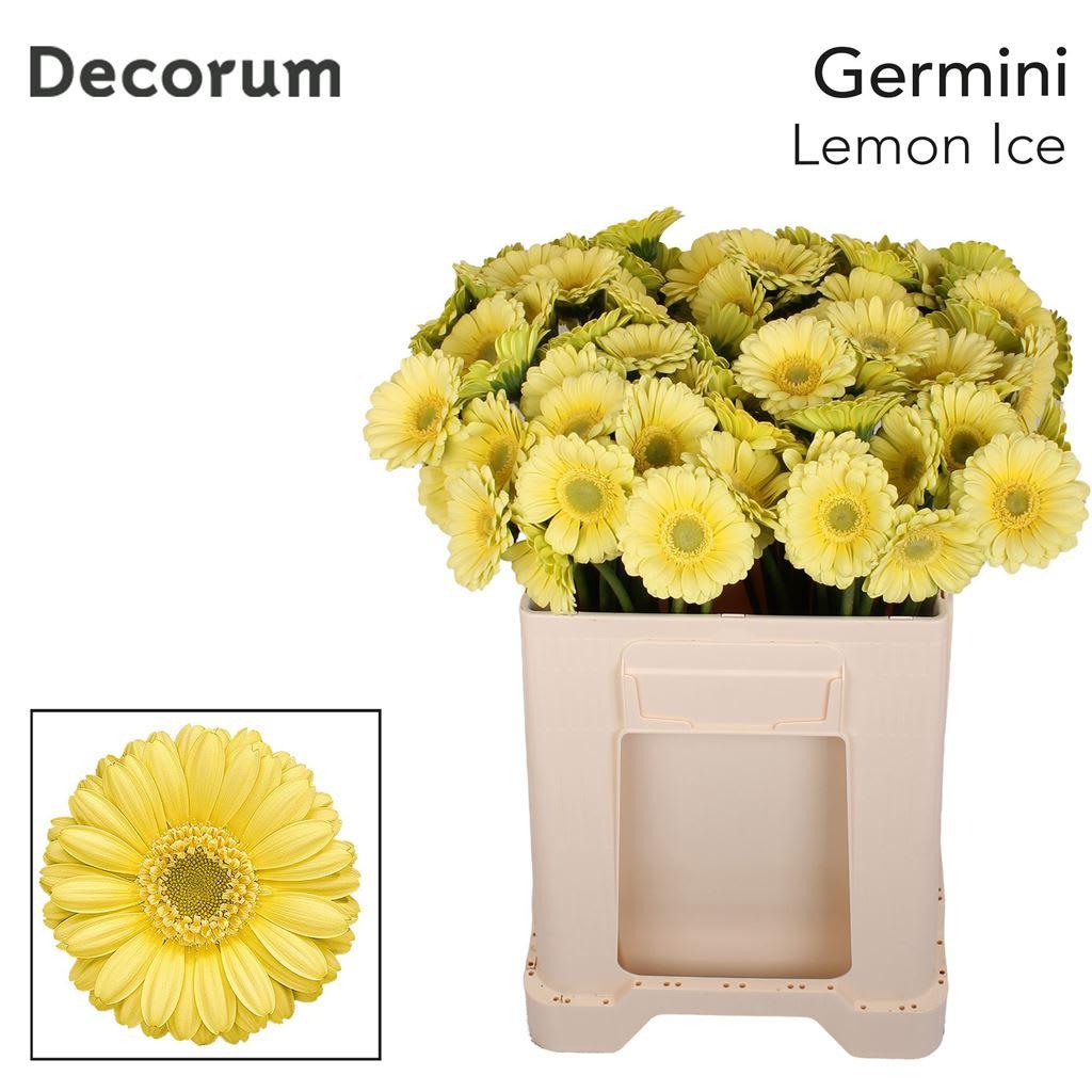 Срезанные цветы оптом Germini lemon ice от 80шт из Голландии с доставкой по России
