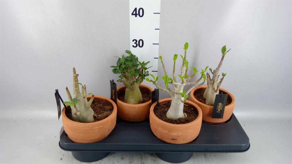 Горшечные цветы и растения оптом Adenium Nb ansu Baobab от 4шт из Голландии с доставкой по России