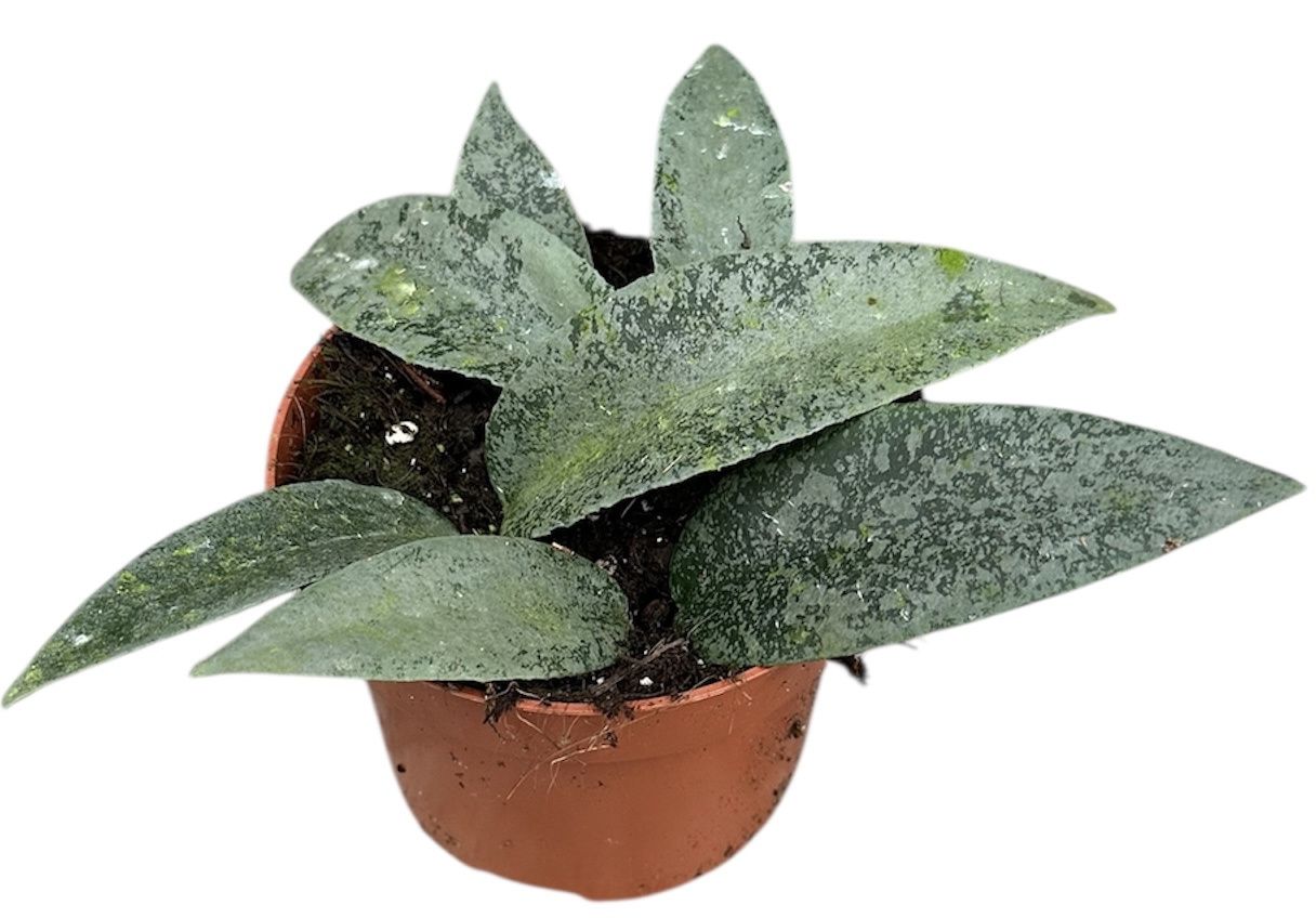 Горшечные цветы и растения оптом Hoya Flagellata Silver от 1шт из Голландии с доставкой по России