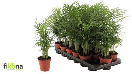 Горшечные цветы и растения оптом Chamaed Elegans 15pp от 18шт (для телеги) из Голландии с доставкой по России