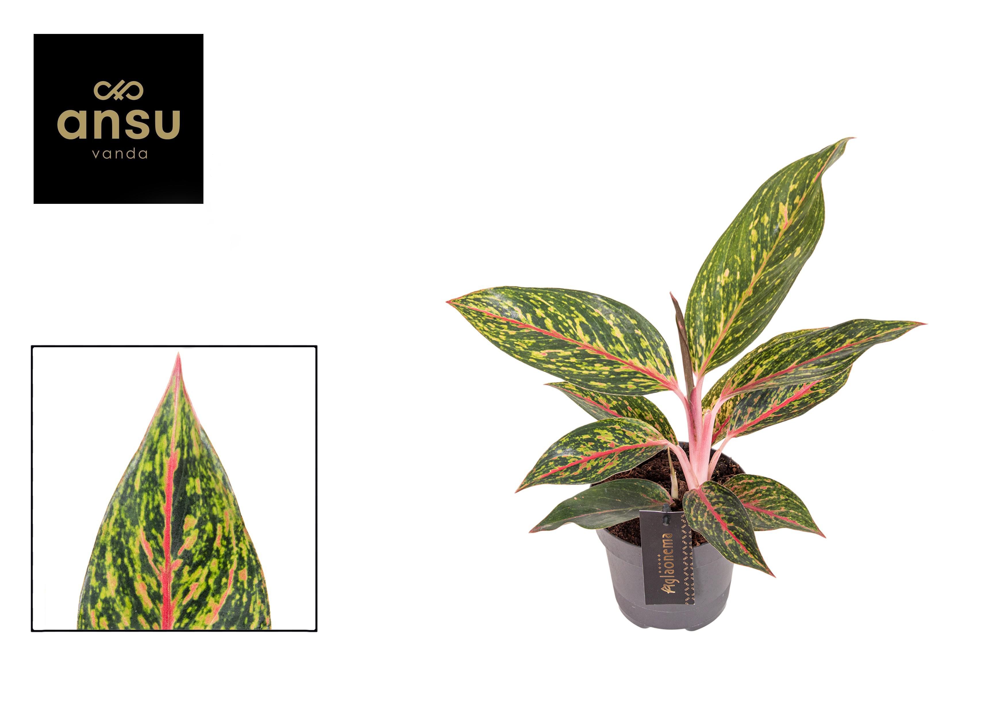 Горшечные цветы и растения оптом Aglaonema Pepper Bells от 6шт из Голландии с доставкой по России