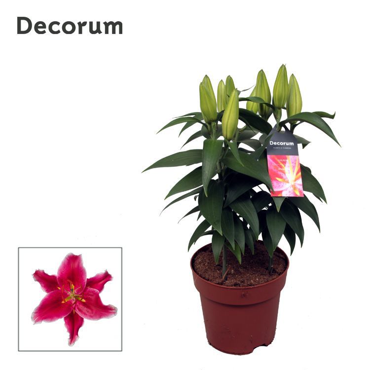 Горшечные цветы и растения оптом Lilium Or Starlight Express (decorum) от 6шт из Голландии с доставкой по России