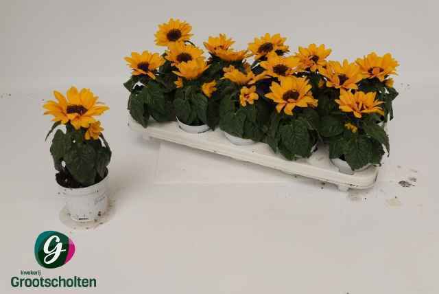 Горшечные цветы и растения оптом Heli Sunsation от 14шт из Голландии с доставкой по России