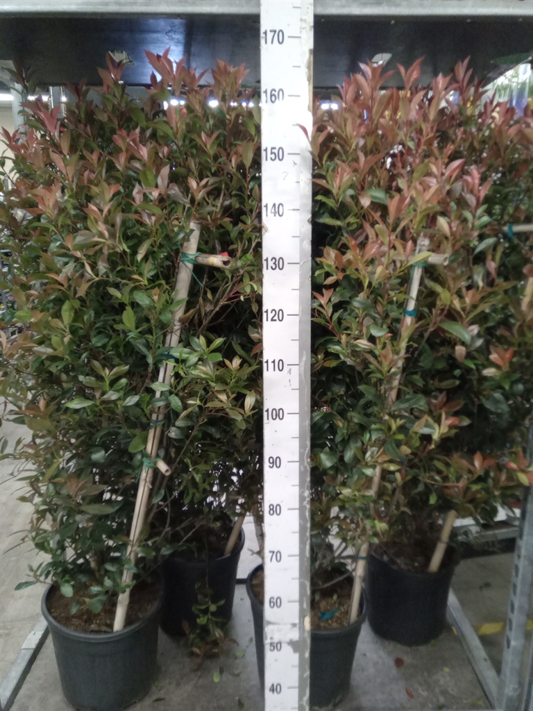 Горшечные цветы и растения оптом Photinia Fraseri от 1шт из Голландии с доставкой по России