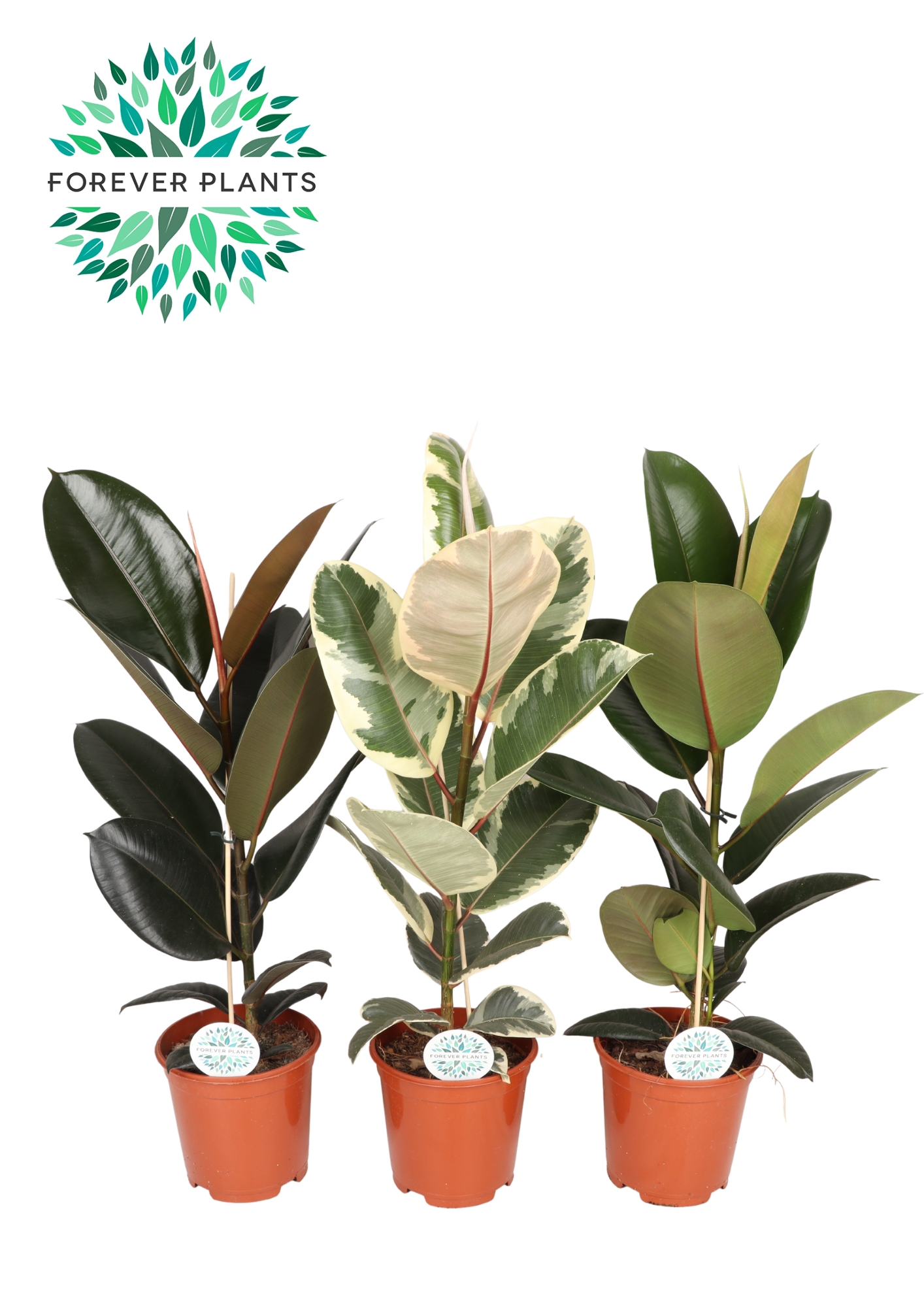 Горшечные цветы и растения оптом Ficus El Mix 2srt от 1шт из Голландии с доставкой по России