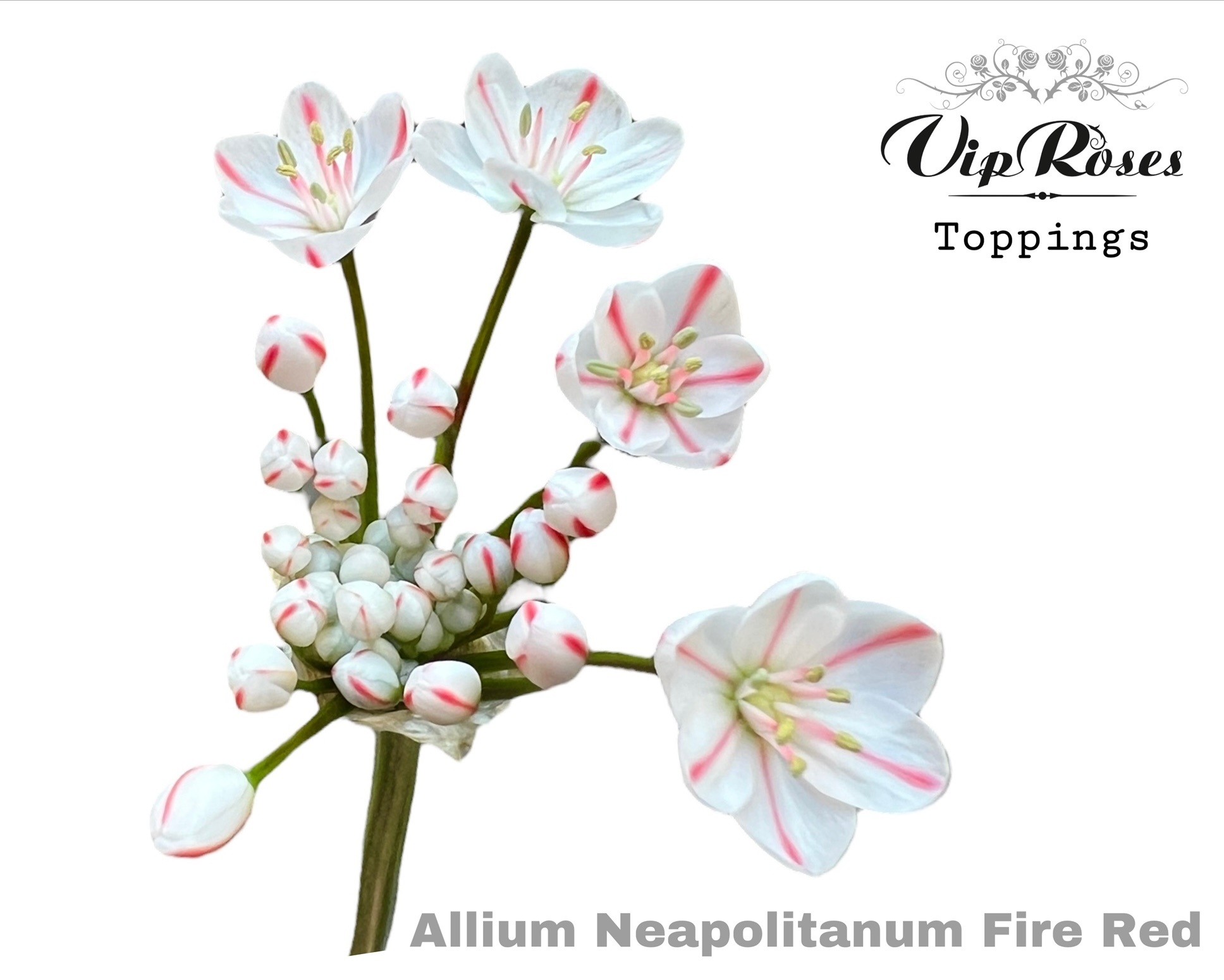 Срезанные цветы оптом Allium paint neopolitanum fire red от 60шт из Голландии с доставкой по России