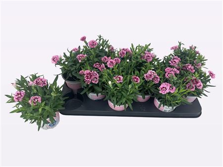 Горшечные цветы и растения оптом Dian Osc Pink Purple от 12шт из Голландии с доставкой по России