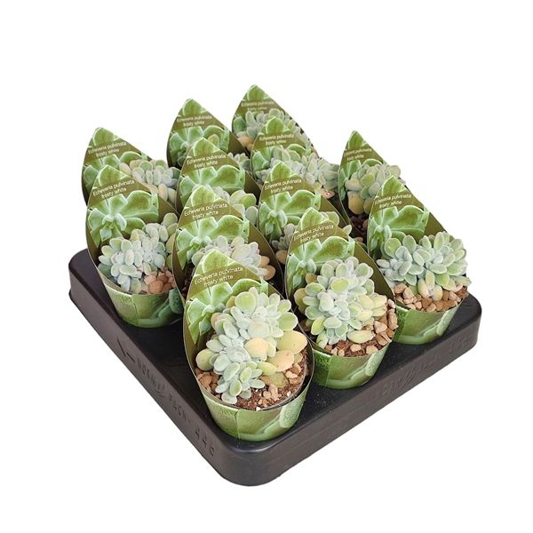 Горшечные цветы и растения оптом Echeveria Pulvinata Frosty Crestata Potcover от 12шт из Голландии с доставкой по России