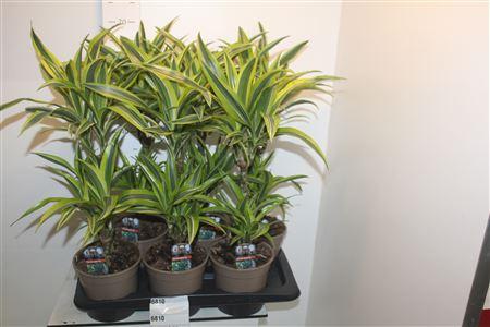 Горшечные цветы и растения оптом Dra De Lemon Lime 30-10 Cm от 6шт из Голландии с доставкой по России