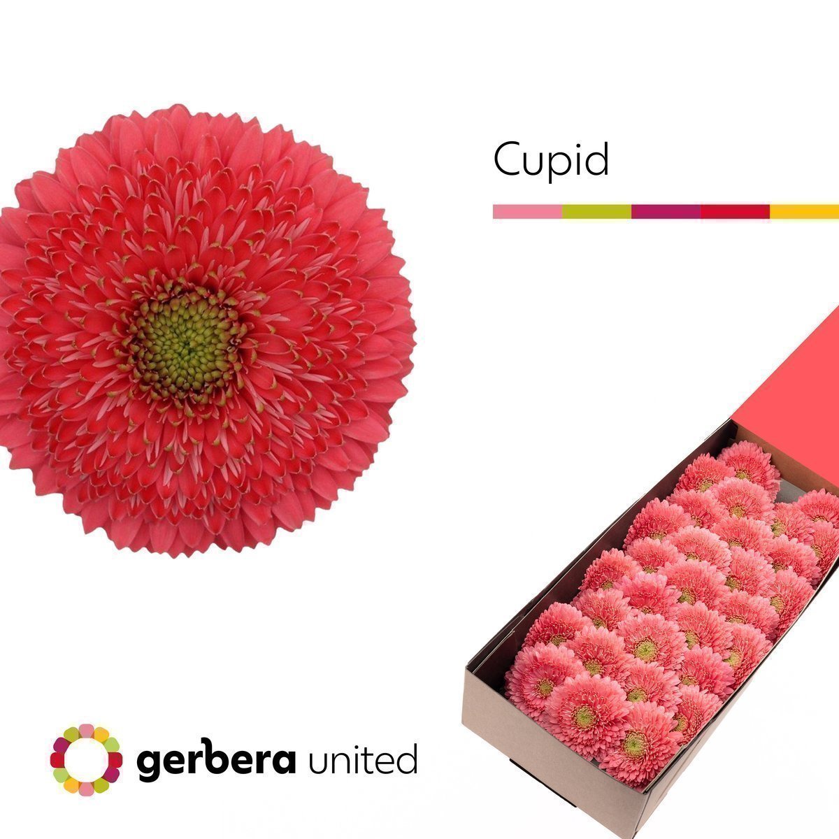Срезанные цветы оптом Germini cupid от 30шт из Голландии с доставкой по России