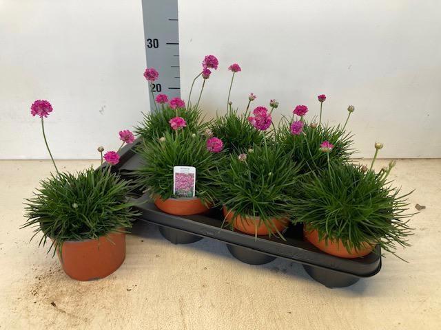 Горшечные цветы и растения оптом Arme Mar Splendens от 7шт из Голландии с доставкой по России