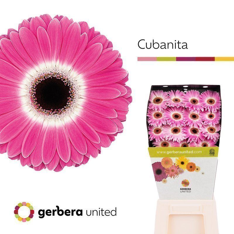 Срезанные цветы оптом Gerbera diamond cubanita от 15шт из Голландии с доставкой по России