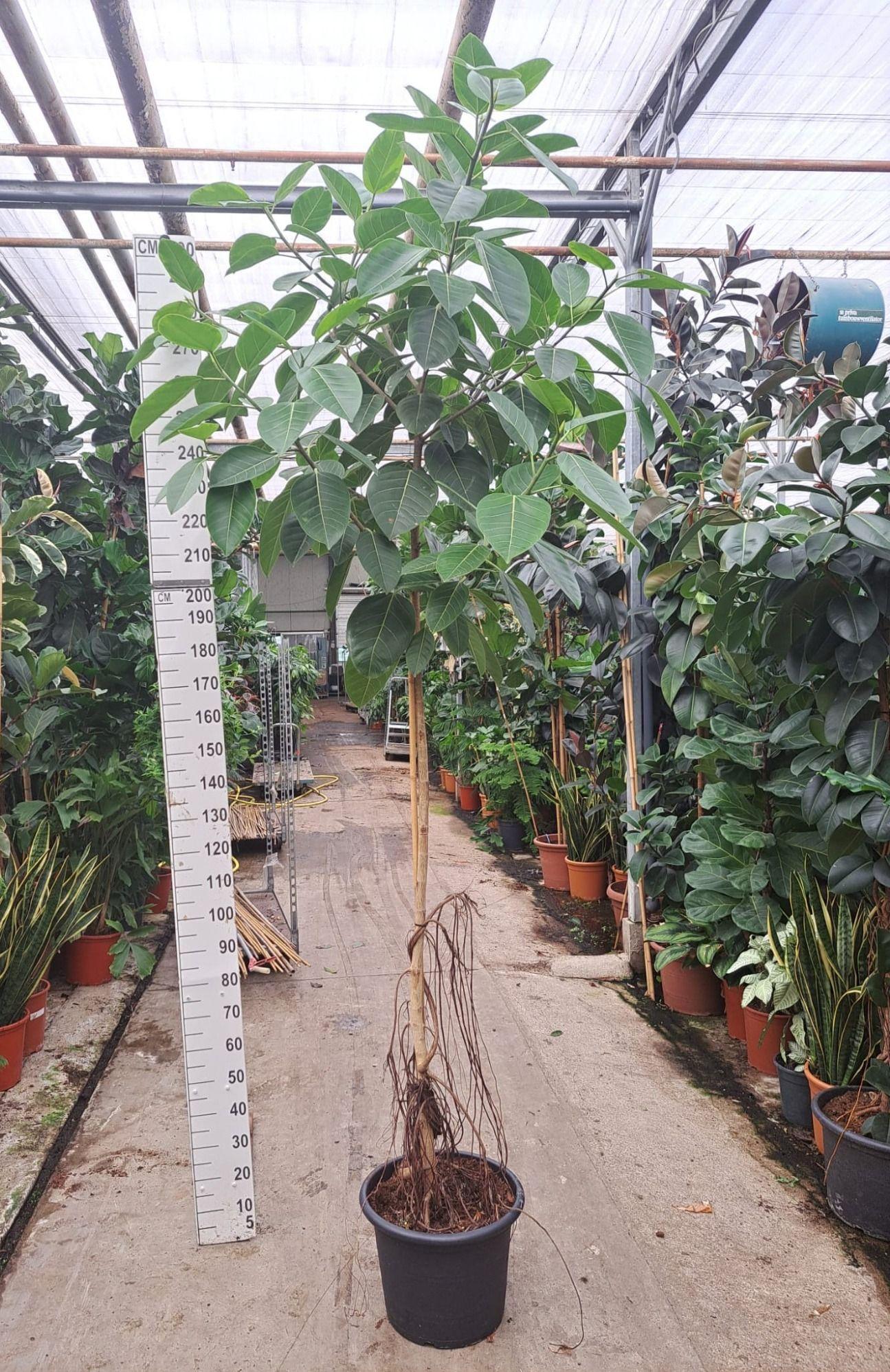 Горшечные цветы и растения оптом Ficus Altissima On Stem A от 1шт из Голландии с доставкой по России
