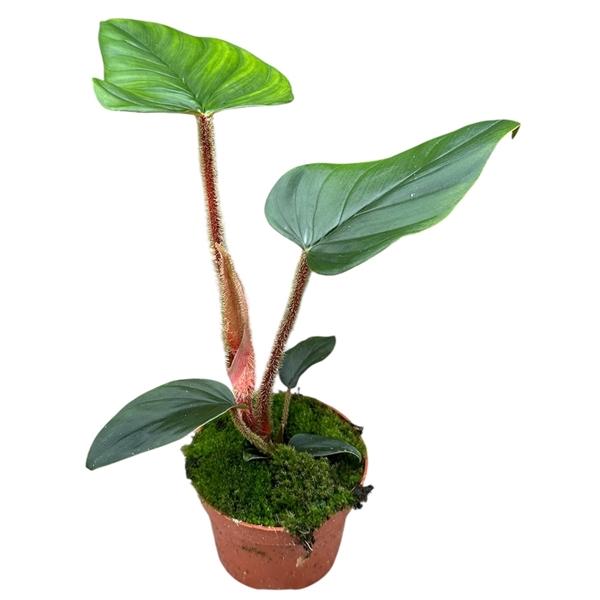 Горшечные цветы и растения оптом Philodendron Serpens от 1шт из Голландии с доставкой по России