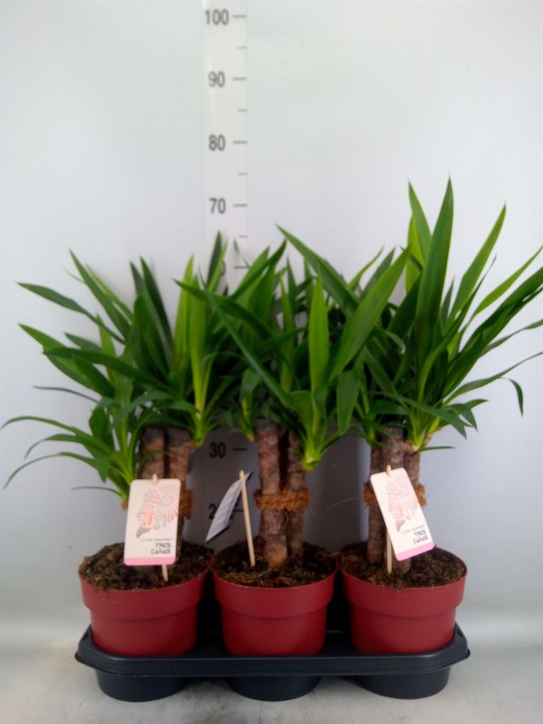 Горшечные цветы и растения оптом Yucca Elephantipes   ... от 3шт из Голландии с доставкой по России