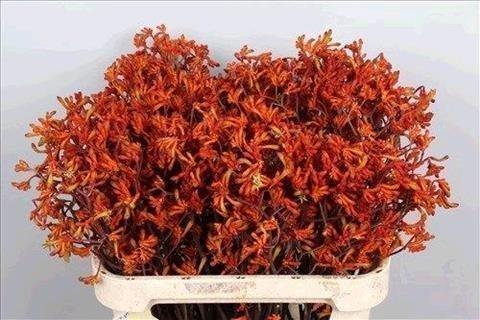 Срезанные цветы оптом Anigozanthos orange от 60шт из Голландии с доставкой по России