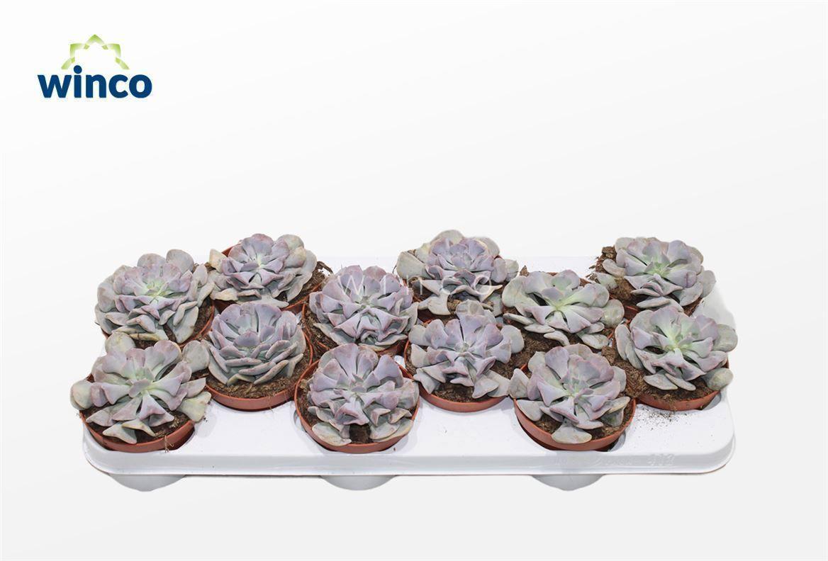 Горшечные цветы и растения оптом Echeveria Cubic Frost от 12шт из Голландии с доставкой по России