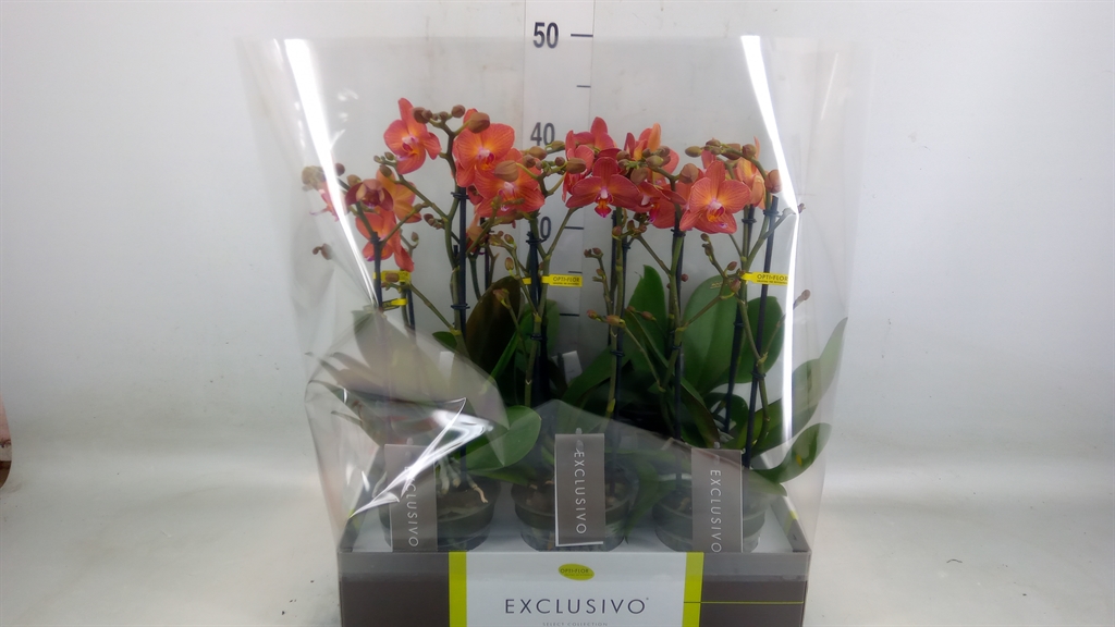 Горшечные цветы и растения оптом Phalaenopsis Multi.   ...orange от 6шт из Голландии с доставкой по России
