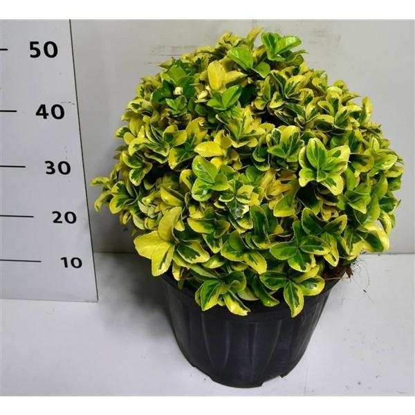 Горшечные цветы и растения оптом Euonymus Jap Aureus от 1шт из Голландии с доставкой по России Горшечные цветы и растения оптом Euonymus Jap Aureus от 1шт из Голландии с доставкой по России