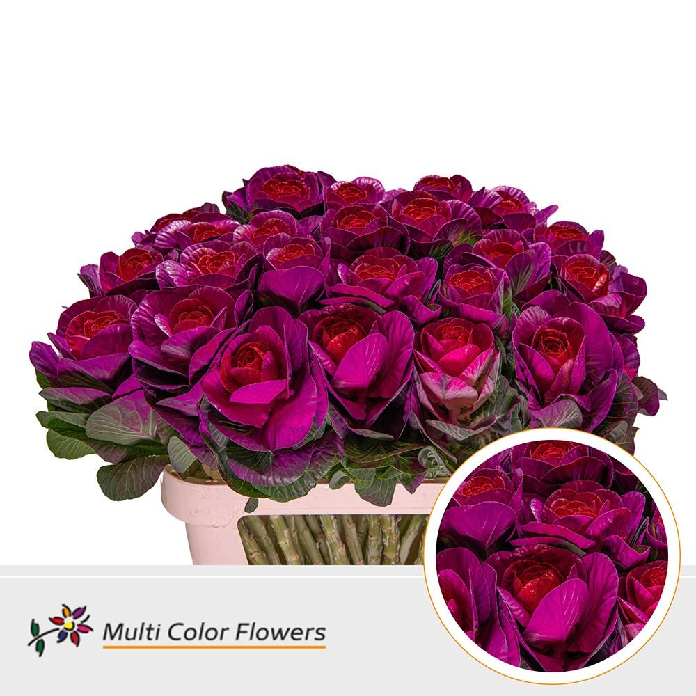 Срезанные цветы оптом Brassica paint erica + red eye от 30шт из Голландии с доставкой по России