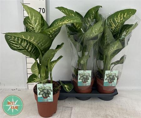 Горшечные цветы и растения оптом Dieff Se Tropic Snow от 3шт из Голландии с доставкой по России