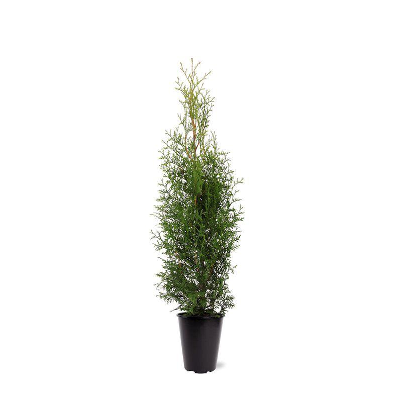 Горшечные цветы и растения оптом Thuja Occ King Of Brabant от 1шт из Голландии с доставкой по России
