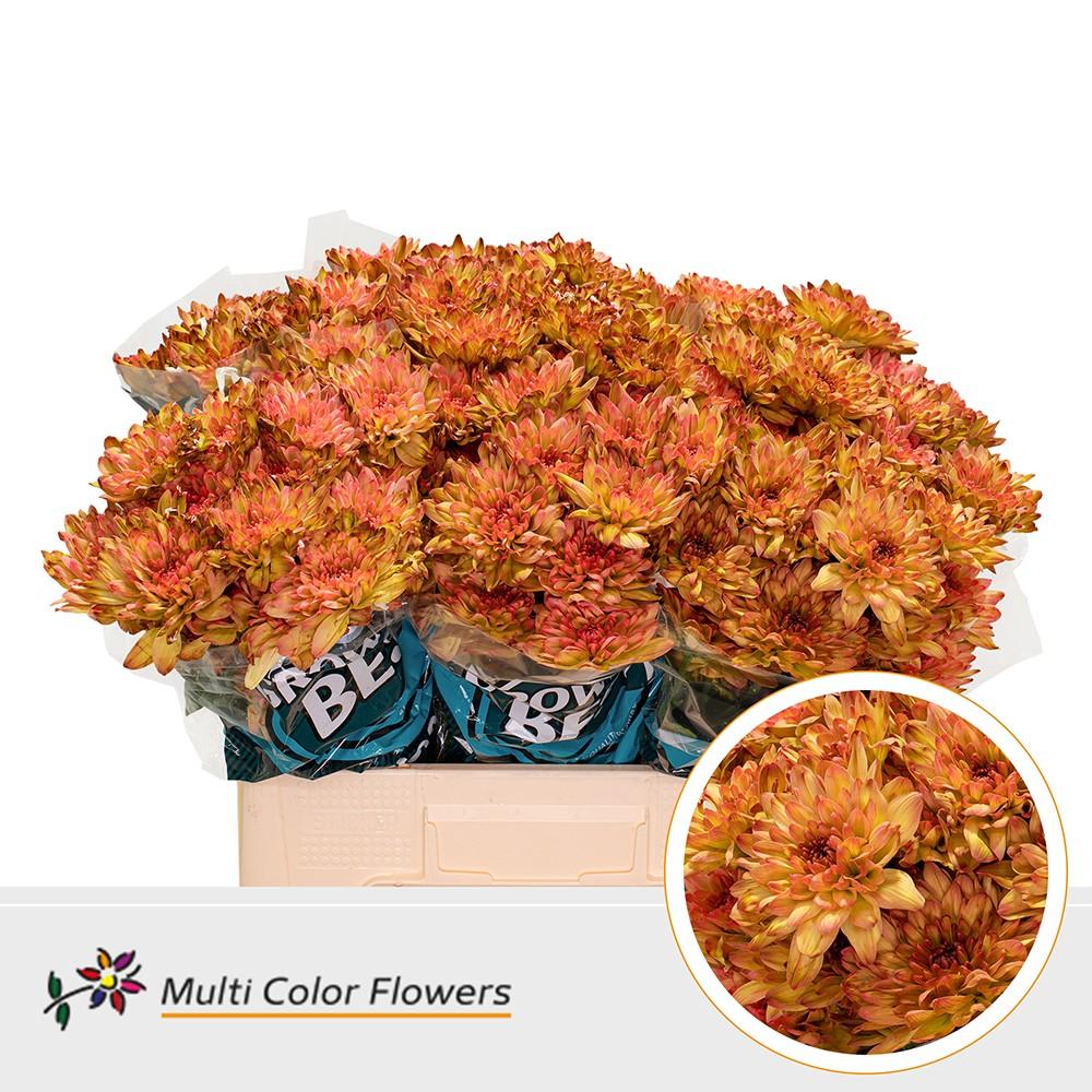 Срезанные цветы оптом Chrys sp paint baltica apple bandit от 40шт из Голландии с доставкой по России