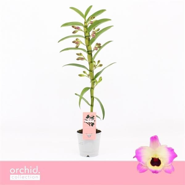 Горшечные цветы и растения оптом Dendr Nob 1st Sunny Eyes Orchid Collection от 10шт из Голландии с доставкой по России