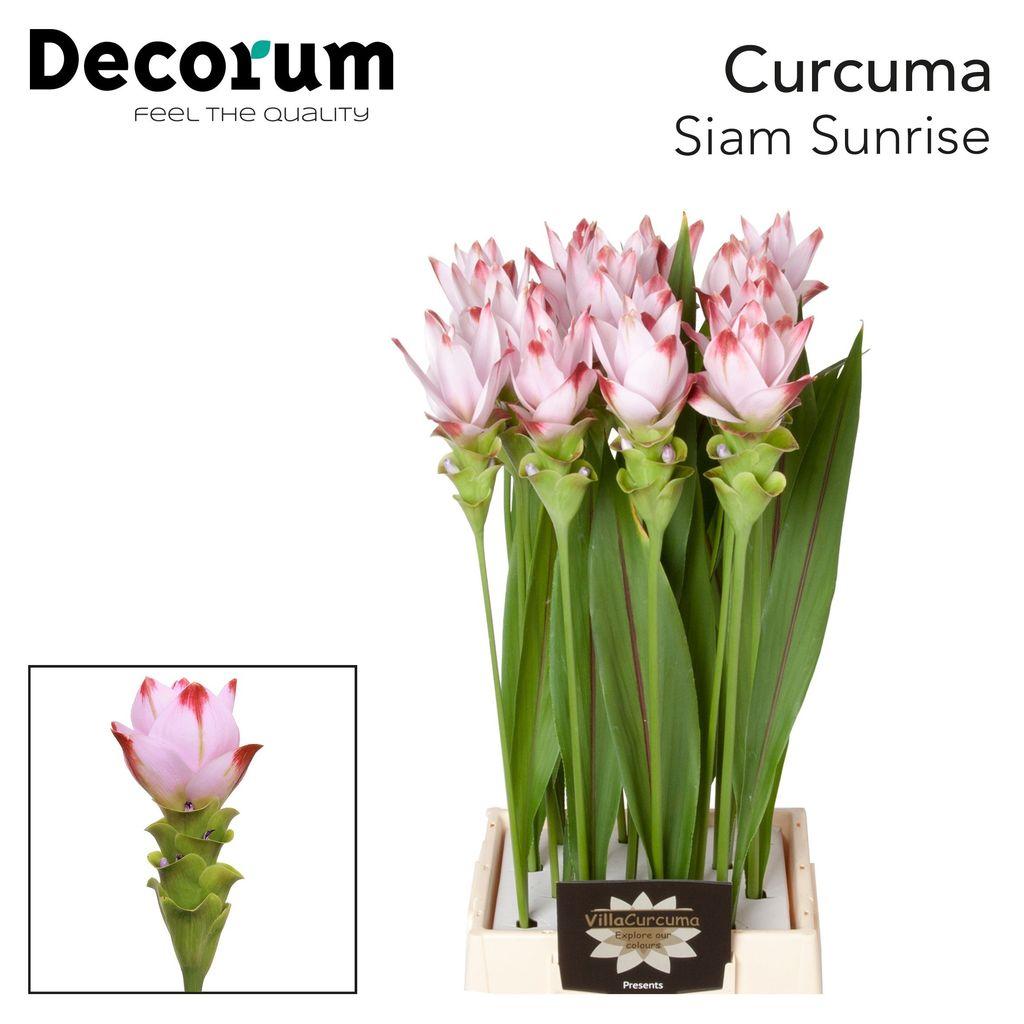 Срезанные цветы оптом Curcuma siam sunrise от 16шт из Голландии с доставкой по России