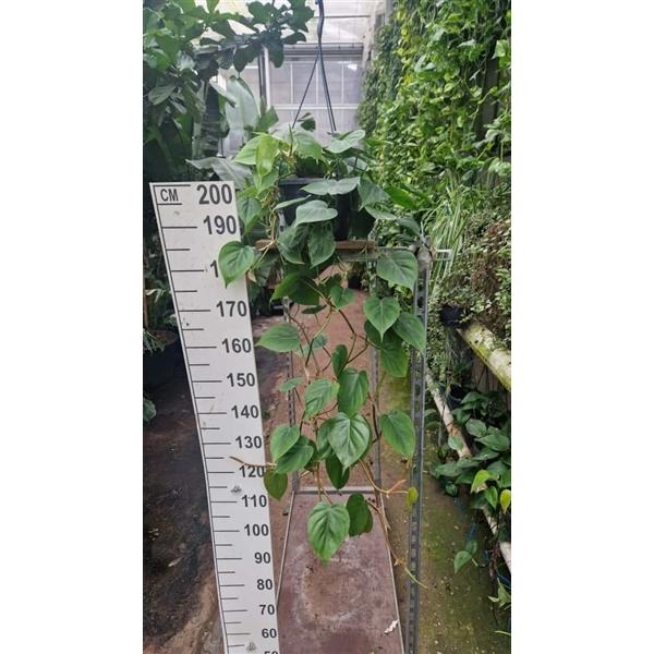 Горшечные цветы и растения оптом Philodendron Scandens Hangplant от 2шт из Голландии с доставкой по России