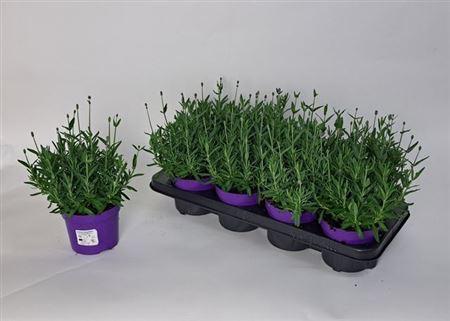 Горшечные цветы и растения оптом Lavandula Angustifolia Cleo-patio от 8шт из Голландии с доставкой по России