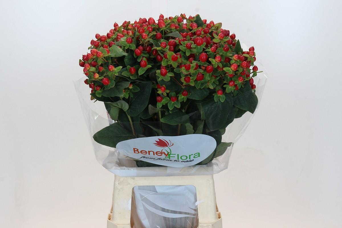 Срезанные цветы оптом Hypericum mag triumph от 50шт из Голландии с доставкой по России