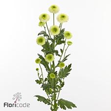 Срезанные цветы оптом Chrys sp fontina от 80шт из Голландии с доставкой по России