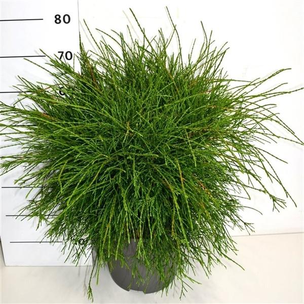 Горшечные цветы и растения оптом Thuya Occ Pin Cushion от 1шт из Голландии с доставкой по России